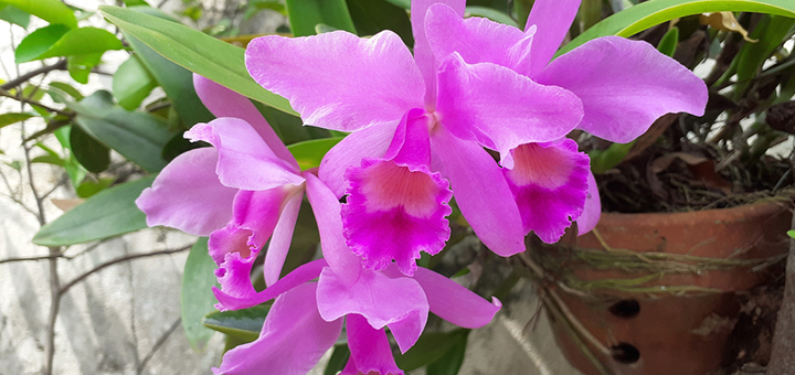 orquideas feng shui plantas beneficiosas