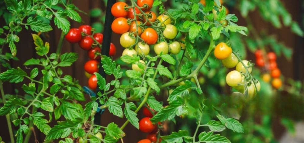 cultivar tomate maceta