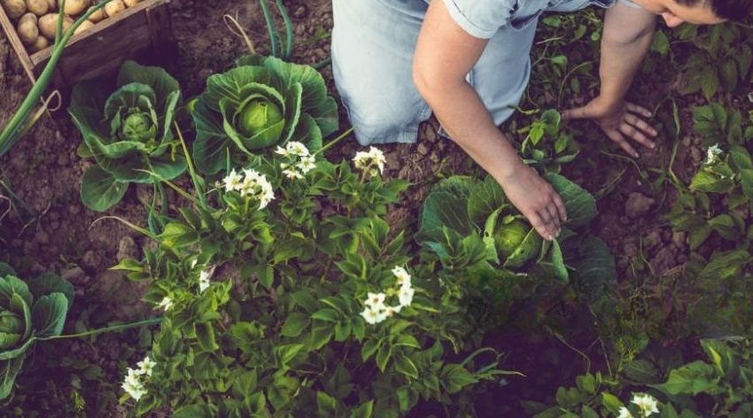 plantas comestibles