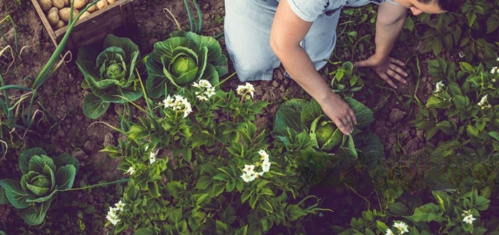 plantas comestibles