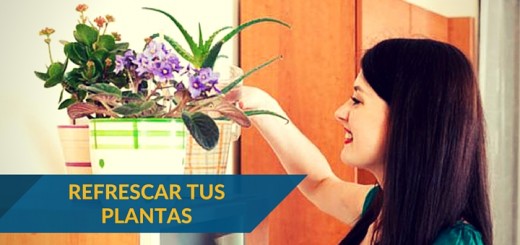 Plan De 5 Pasos Para Refrescar Las Plantas Del Hogar Ciudaris