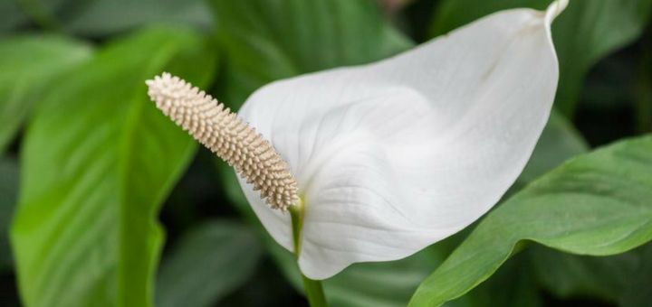 Descubre las mejores plantas para decorar tu departamento nuevo