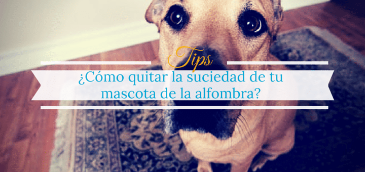 ¿Cómo quitar la suciedad de tu mascota de la alfombra?