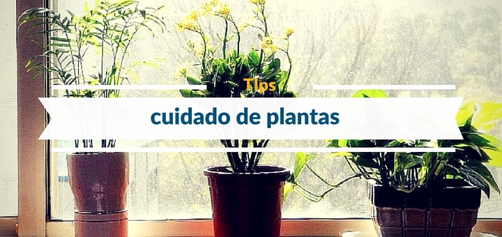 6 Tips para el cuidado de plantas de nuestro departamento