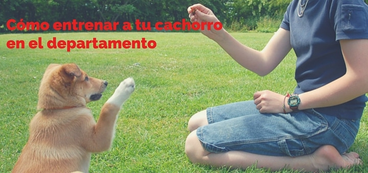 Cómo entrenar a tu cachorro en el departamento