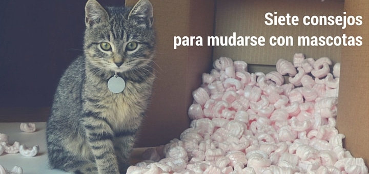 Siete consejos para mudarse con mascotas