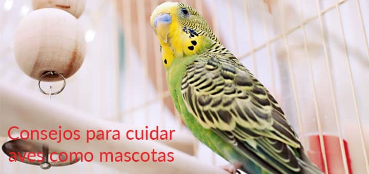 Consejos para cuidar aves como mascotas