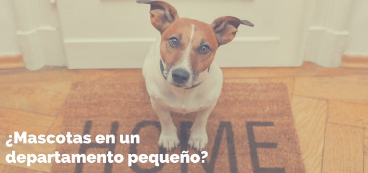 Es posible tener una mascota en un departamento pequeño