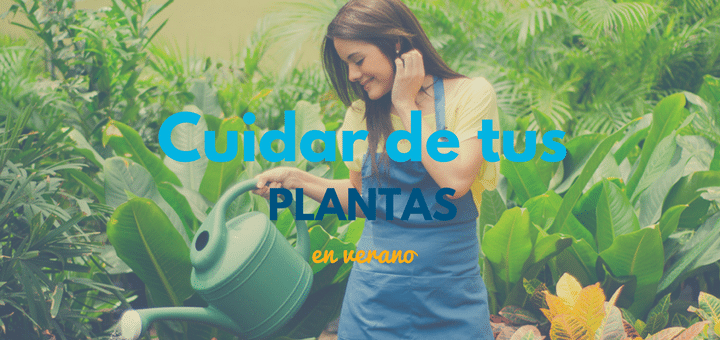 Ciudaris Inmobiliaria: 5 consejos para cuidar tus plantas este verano