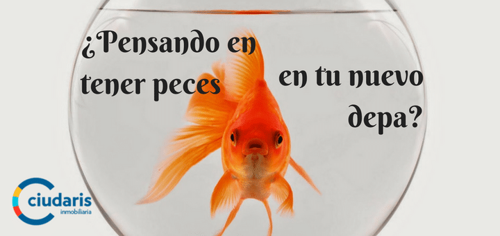 ¿Pensando en tener peces en tu departamento nuevo?