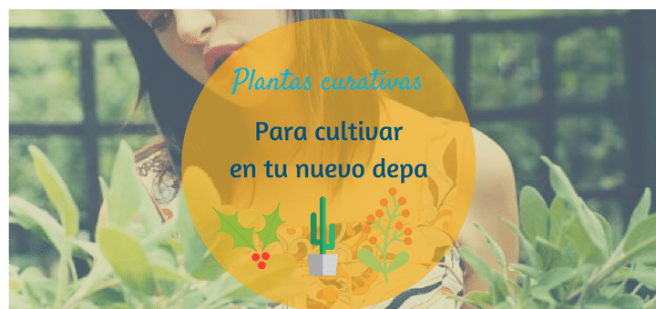 Plantas curativas que puedes sembrar en tu nuevo departamento