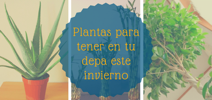 Plantas para tener en tu depa este invierno