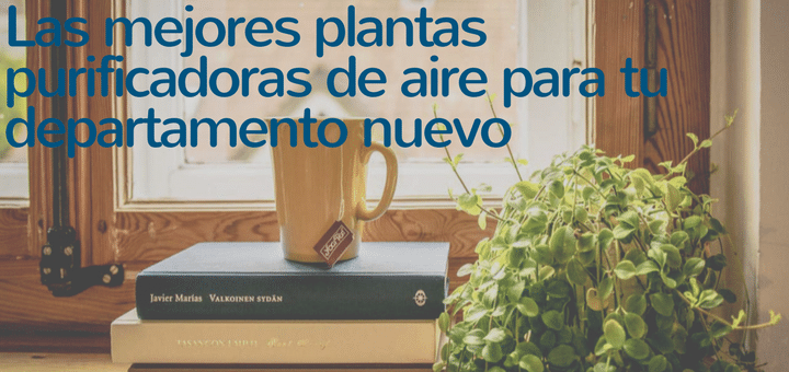 Las mejores plantas purificadoras de aire para tu departamento nuevo