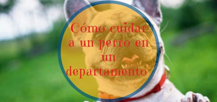 ¿Cómo cuidar a un perro en un departamento de un dormitorio?