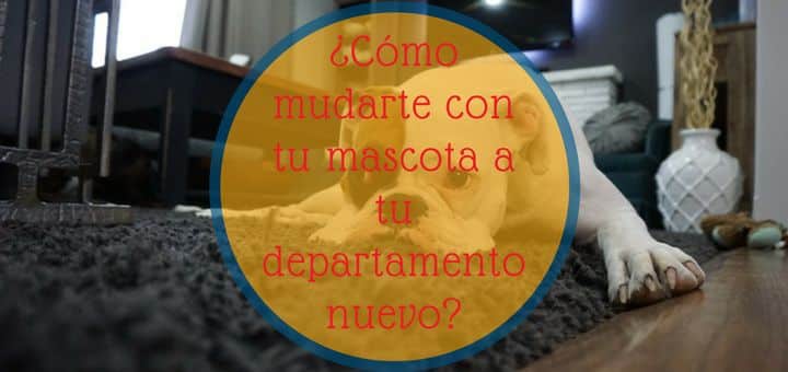 ¿Cómo mudarte con tu mascota a tu departamento nuevo?