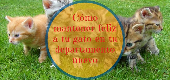 5 consejos para mantener feliz a tu gato dentro de tu departamento nuevo