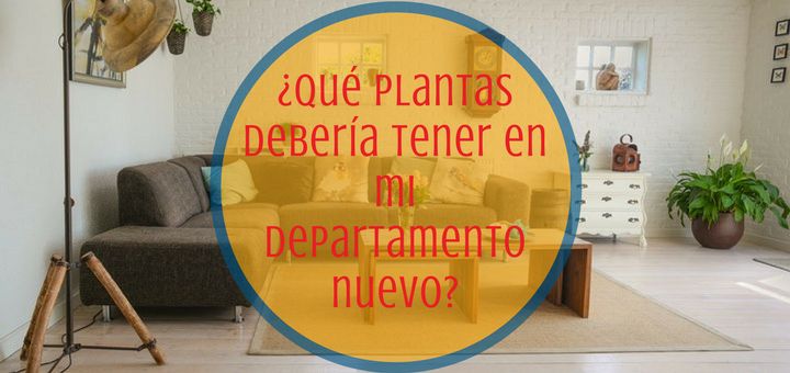 ¿Qué plantas debería tener en mi departamento nuevo?