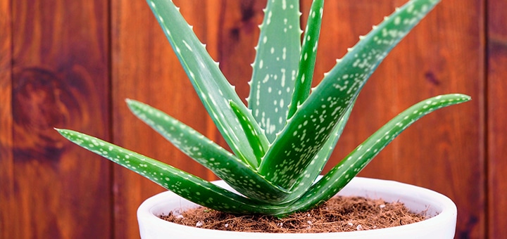 Plantas fáciles de cuidar para tener en tu hogar