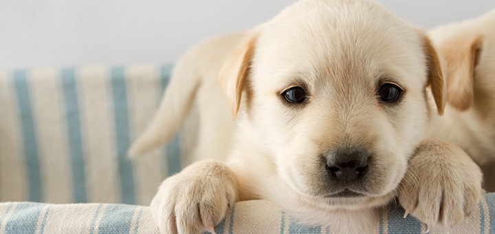 Cómo preparar tu casa para la llegada de mascotas