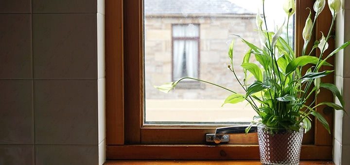 Conoce las plantas beneficiosas según feng shui