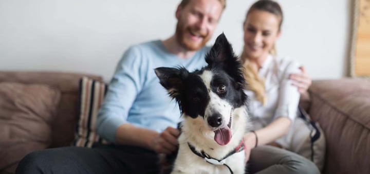 4 cosas a considerar antes de tener un perro para tu departamento