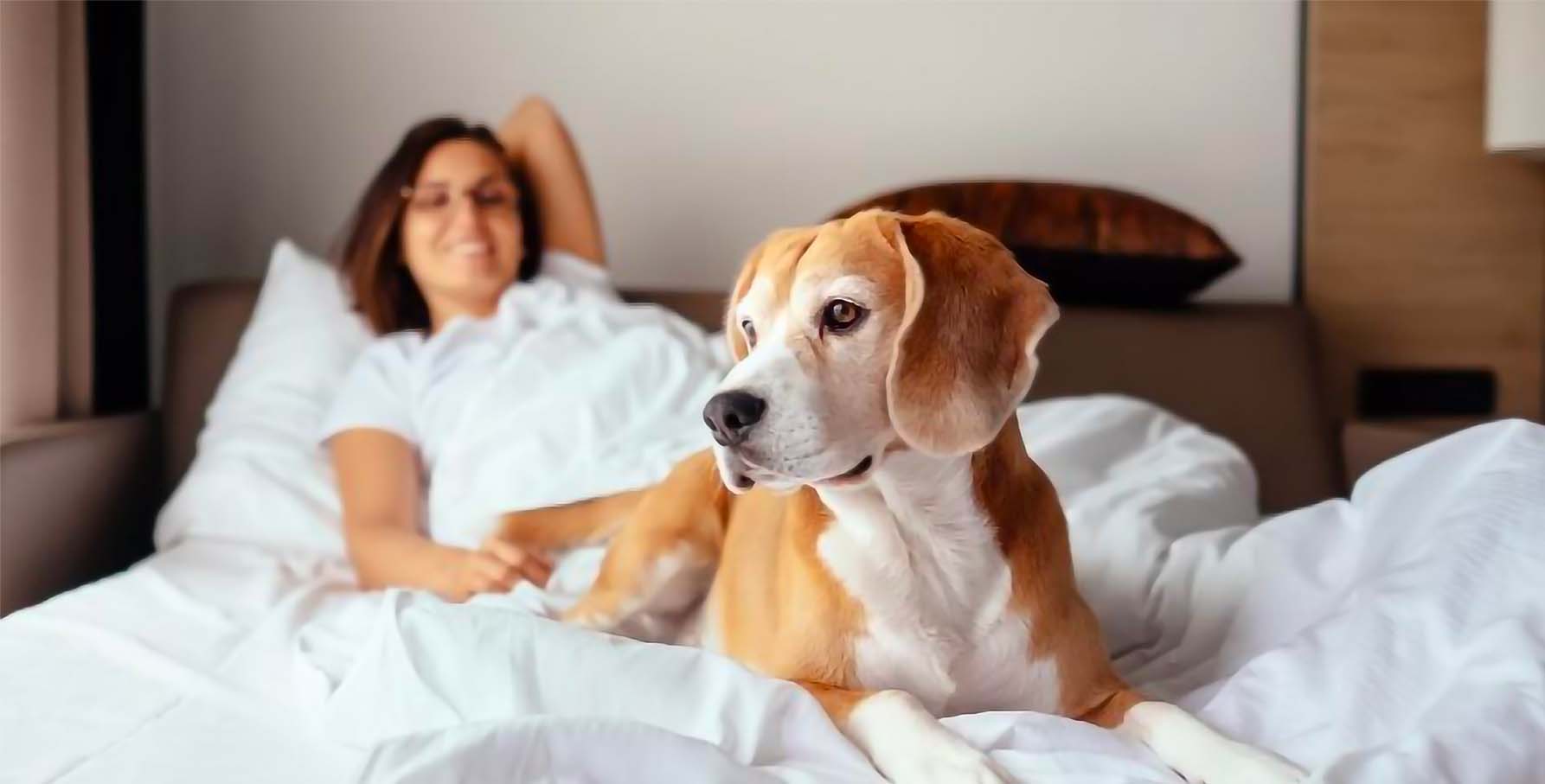 Descubre 5 beneficios de vivir en un departamento pet friendly