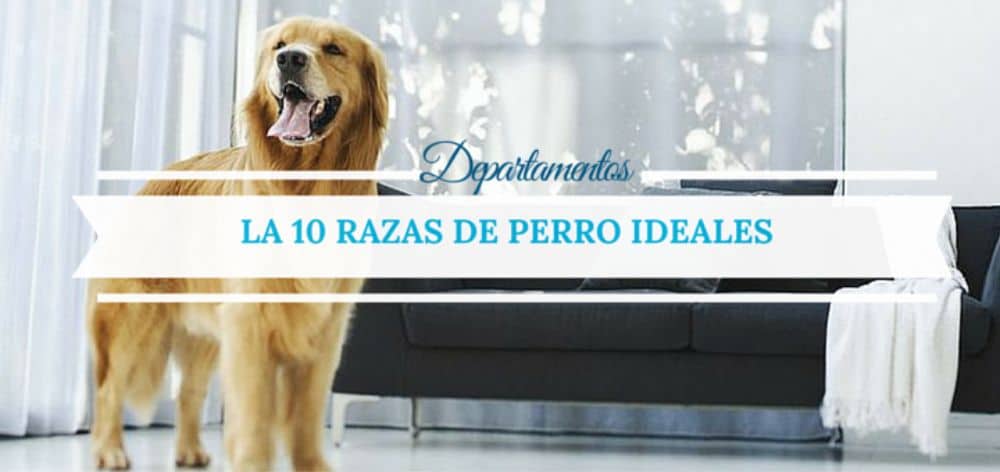 Las 10 Mejores Razas de Perros para Departamentos