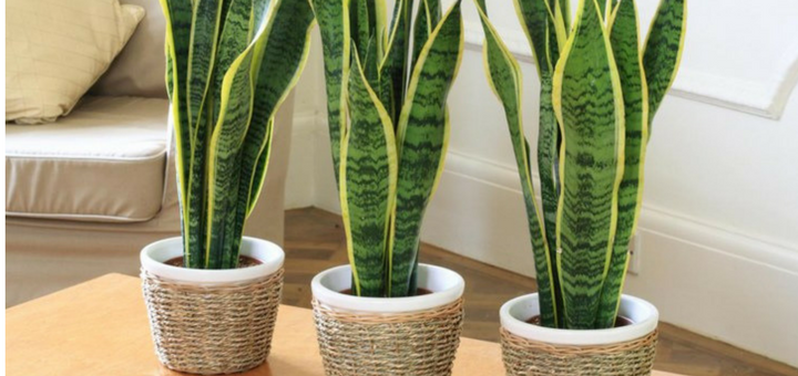 Descubre las mejores plantas para decorar tu departamento nuevo