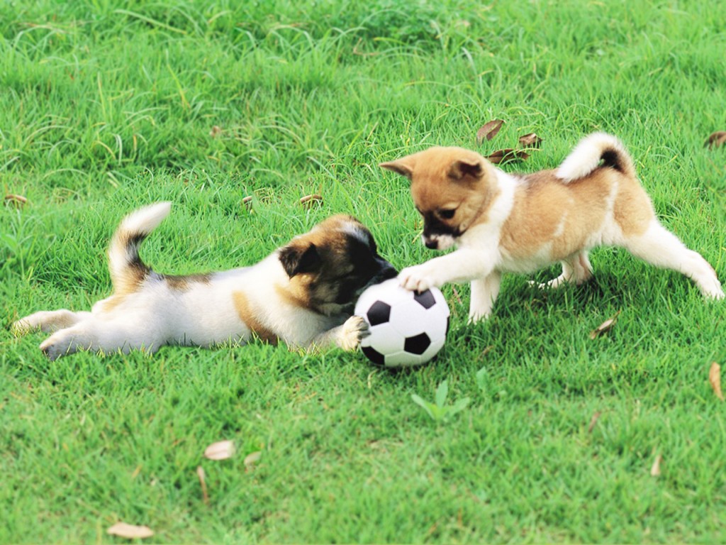 Como entrenar a tu cachorro en el departamento 6