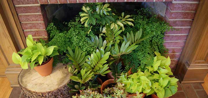 Ciudaris recomienda plantas para la decoración interior